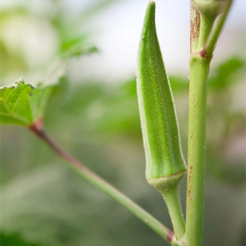 بذور الباميا