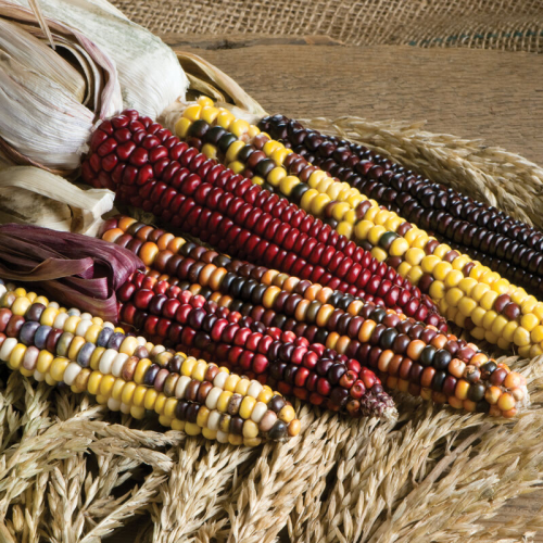 بذور ذرة الجبل الملون "بذور عضوية" - Corn