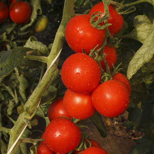 بذور طماطم ديلايت كرزية (عضوي)
