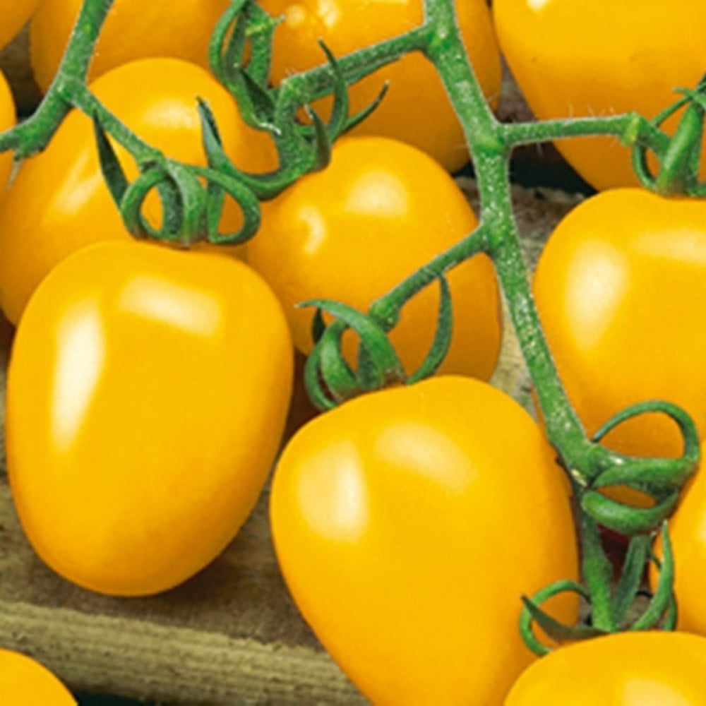 Де барао желтый. Томат де барао золотой. Томат де барао золотой. Де барао золотой. Томат де барао желтый.