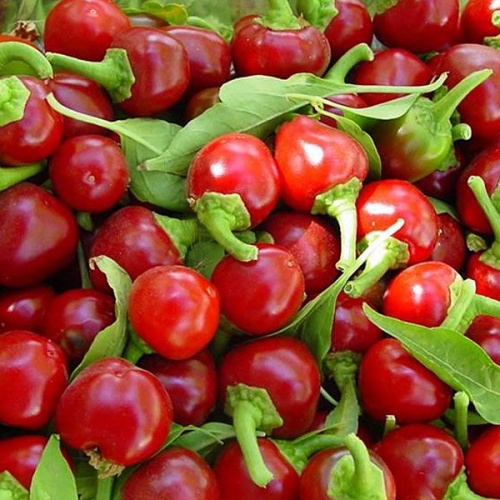بذور الفلفل كرزية صغيرة حار هجين F1