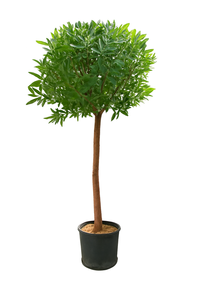 شجر بزرومي متعدد المقاسات