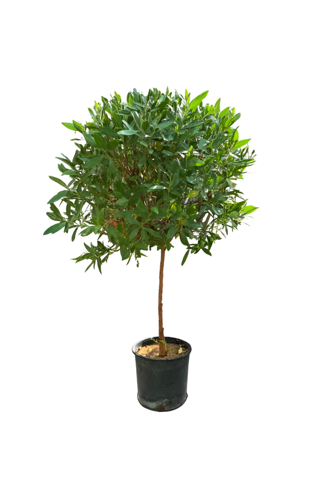 شجر بزرومي متعدد المقاسات