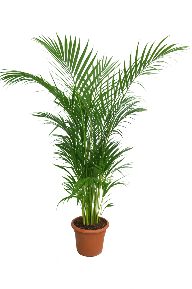 أريكا متعدد المقاسات