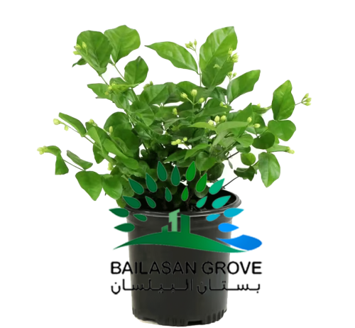 نبات فل
