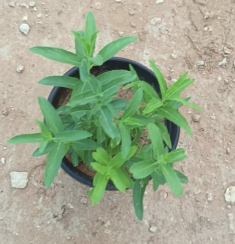 حبق