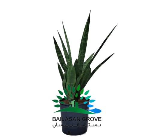 نبات الثعبان (الذلب)