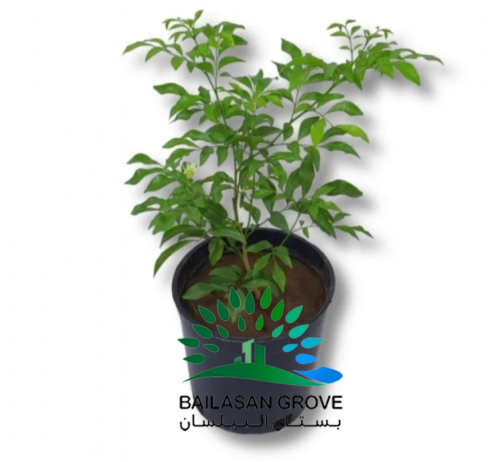 نبتة ياسمين موراي