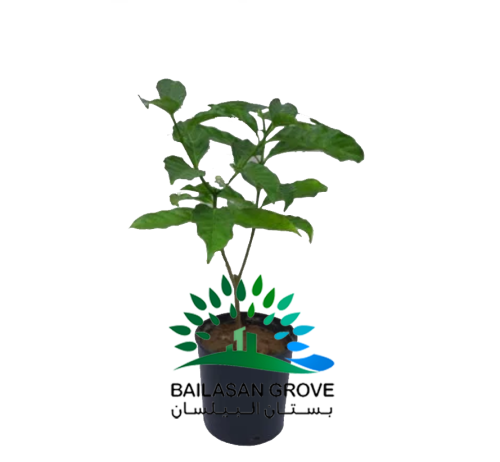 زهرة كاردينيا