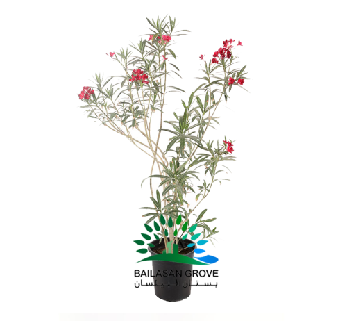 الدفلة