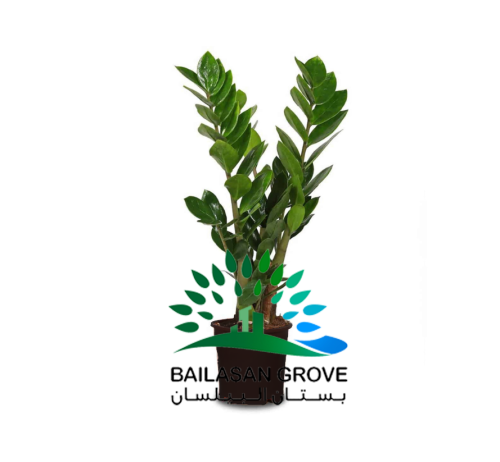 نبات زاميا