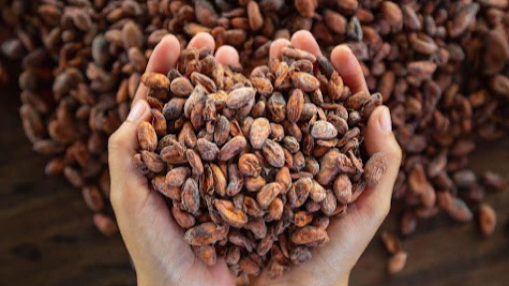 اليك دليل شامل للتعرف على الفرق بين الشوكولاتة الخام والدارك