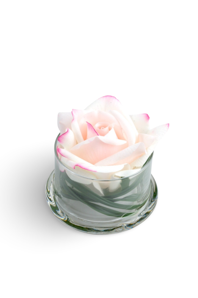 Mini anar white and pink rose