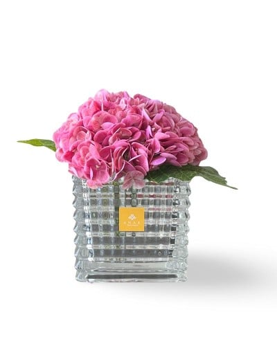 هدرانج زهري - Pink hydrangea