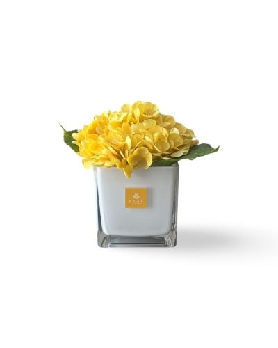 هدرانج أصفر _ Yellow hydrangea