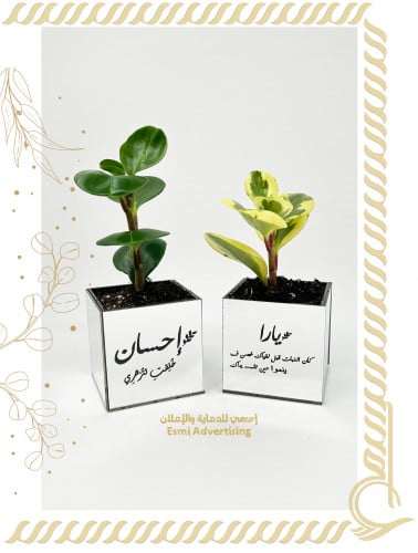 أصيص النبات الطبيعي