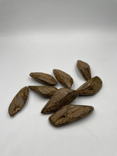 عود الموروكي اصقون