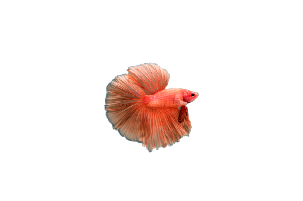 لماذا سمكة بيتا فيش لماذا سمكة بيتا فيش