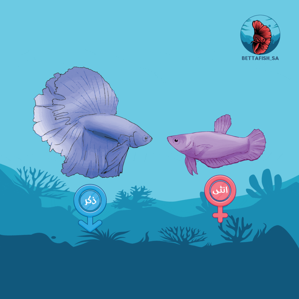 الفرق بين الذكر و الانثى