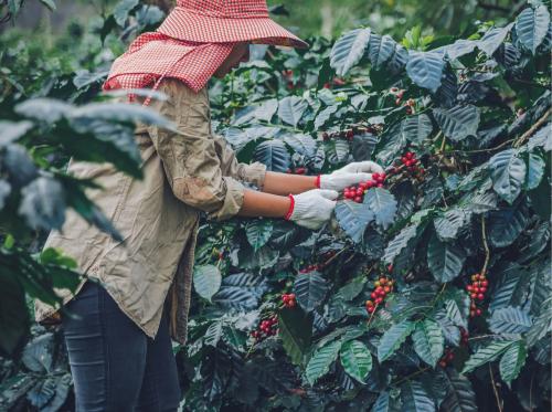 رحلة حبة البن