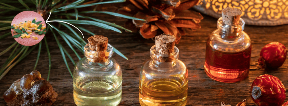 فوائد اللبان الحوجري