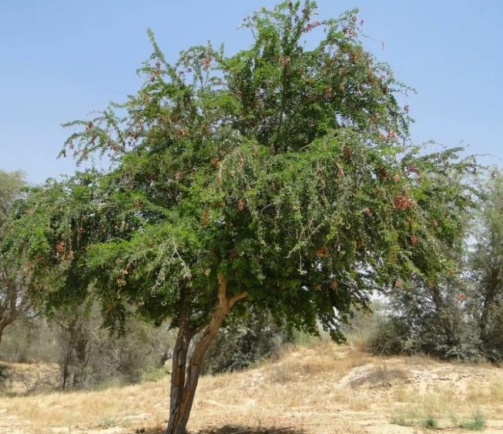 كيلو بذور لوز هندي