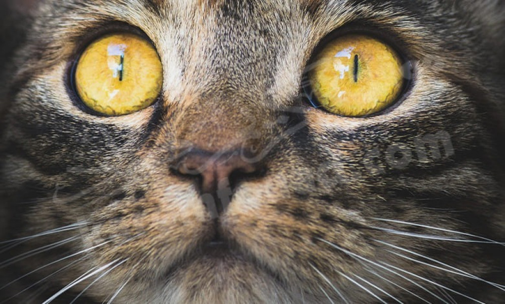 تأثير العطر على القطط