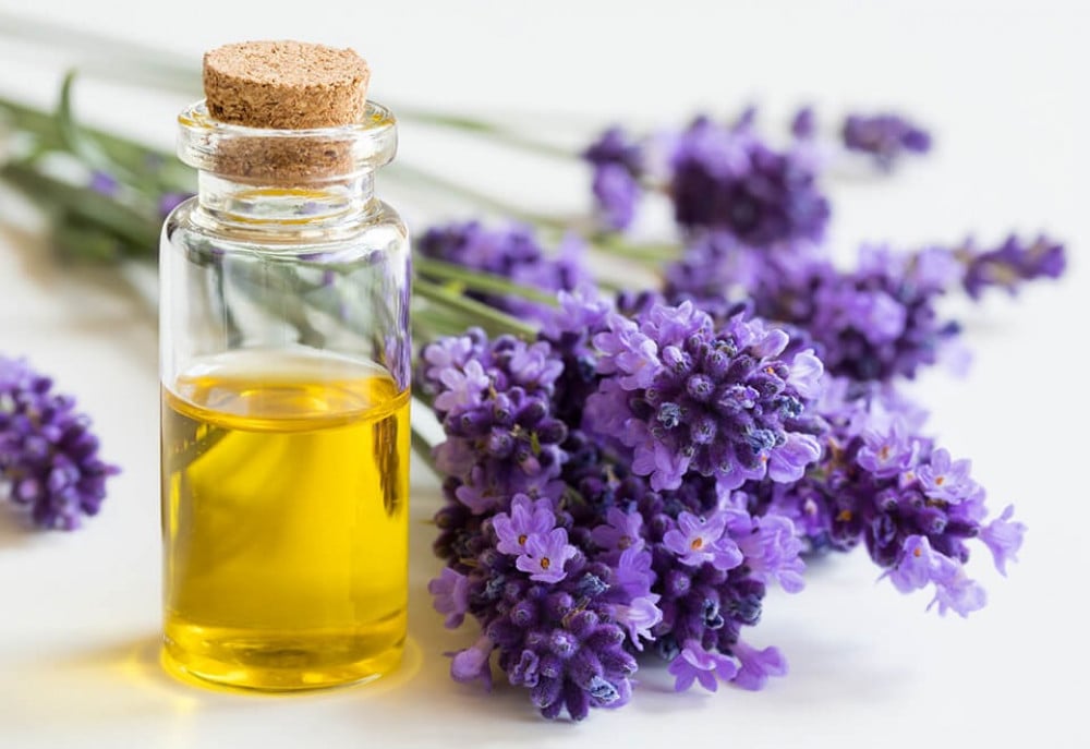 اهم الزهور العطرية التي يصنع منها اجمل العطور