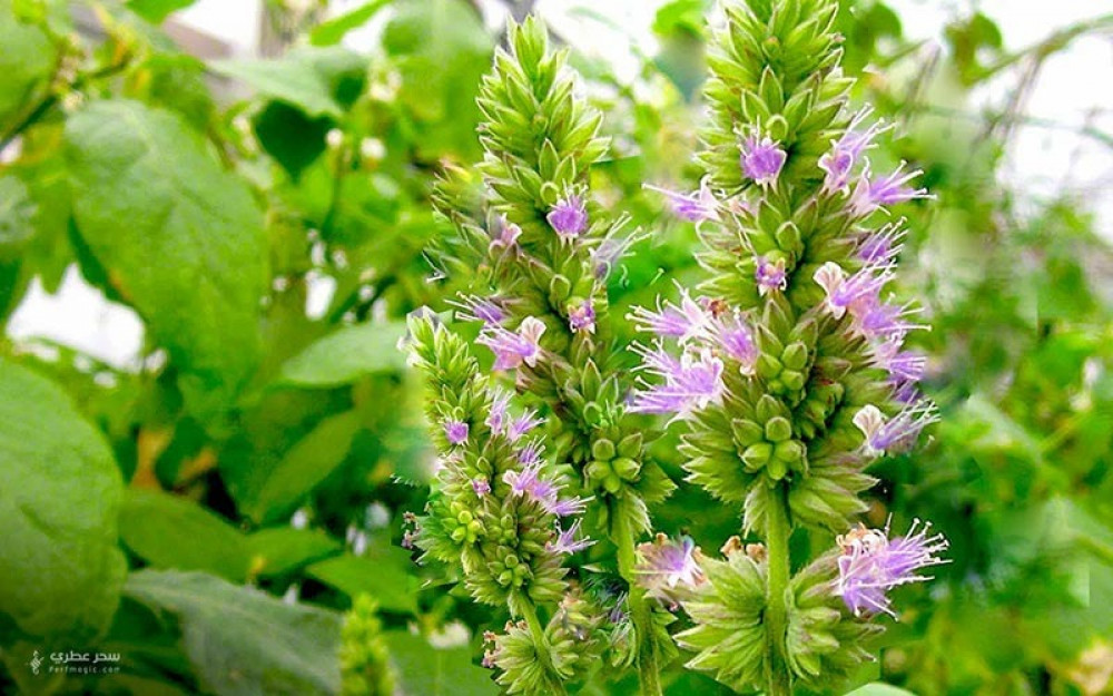 تعرف على وصف رائحة الباتشولي