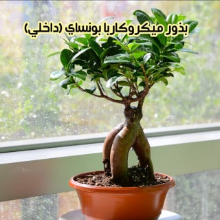 بذور ميكروكاربا بونساي (داخلي) (3 بذرات)