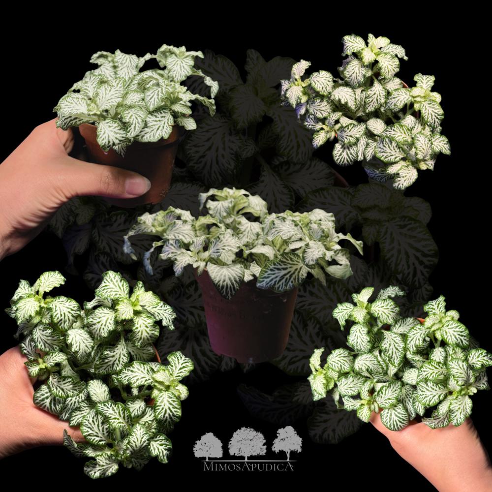 White Nerve Plant – Fittonia Albivenis ‘White Nerve’