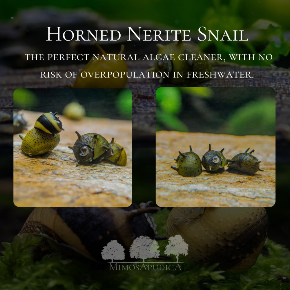 Horned Nerite Snail