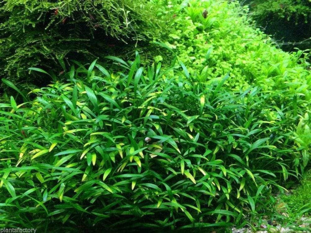 Cryptocoryne sp. philippines min-2【LA便】