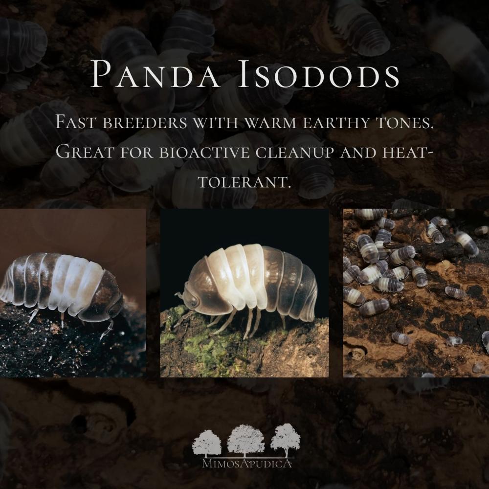 Panda Isopods