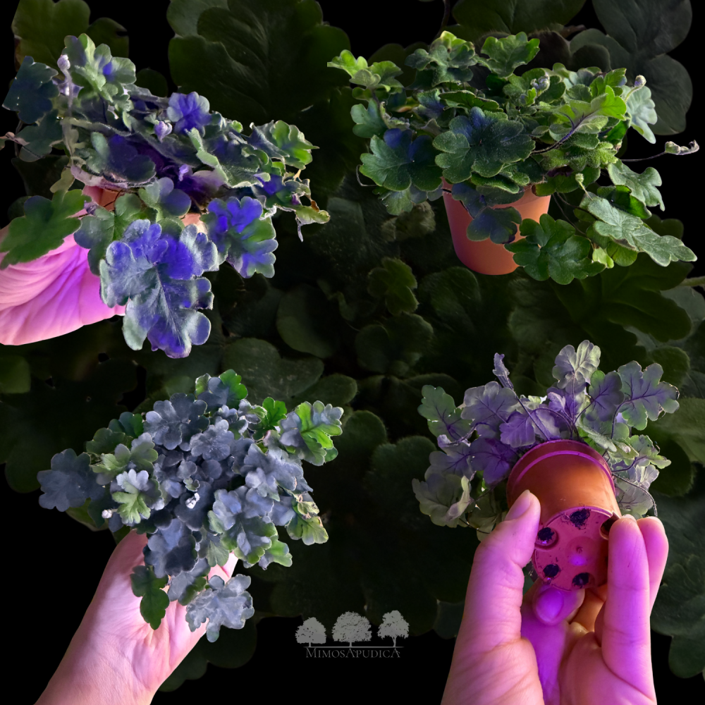 سرخس السحب المخملية – Velvet Cloud Fern (Mini)