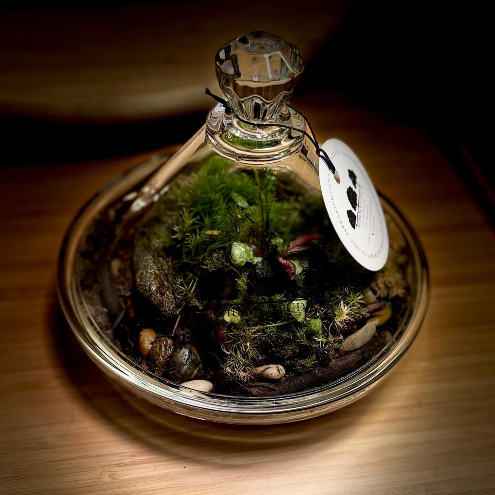 Live terrarium 12