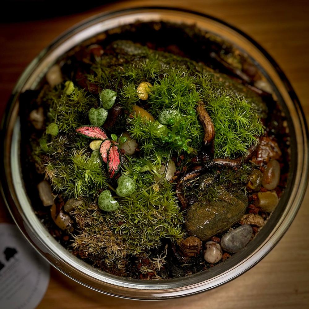 Live terrarium 12
