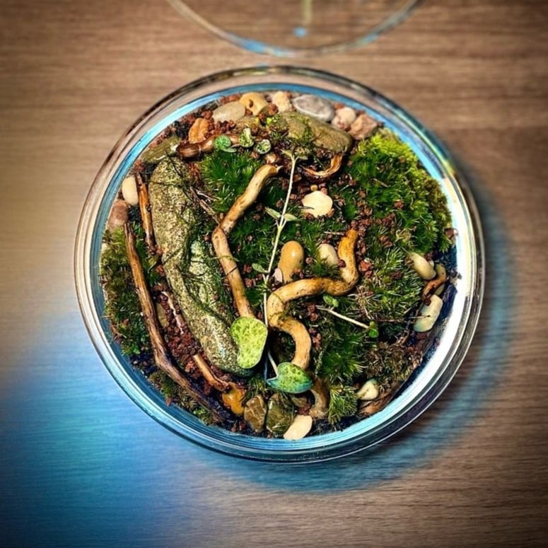 Terrarium