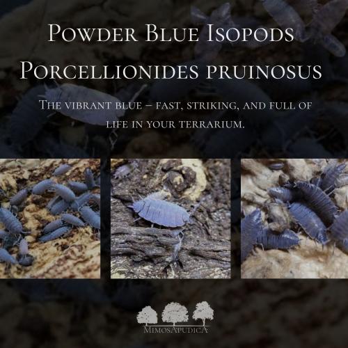 Powder Blue Isopods