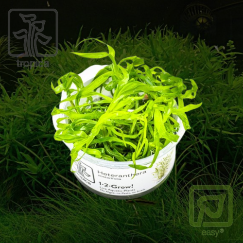 Heteranthera zosterifolia 1-2-Grow!