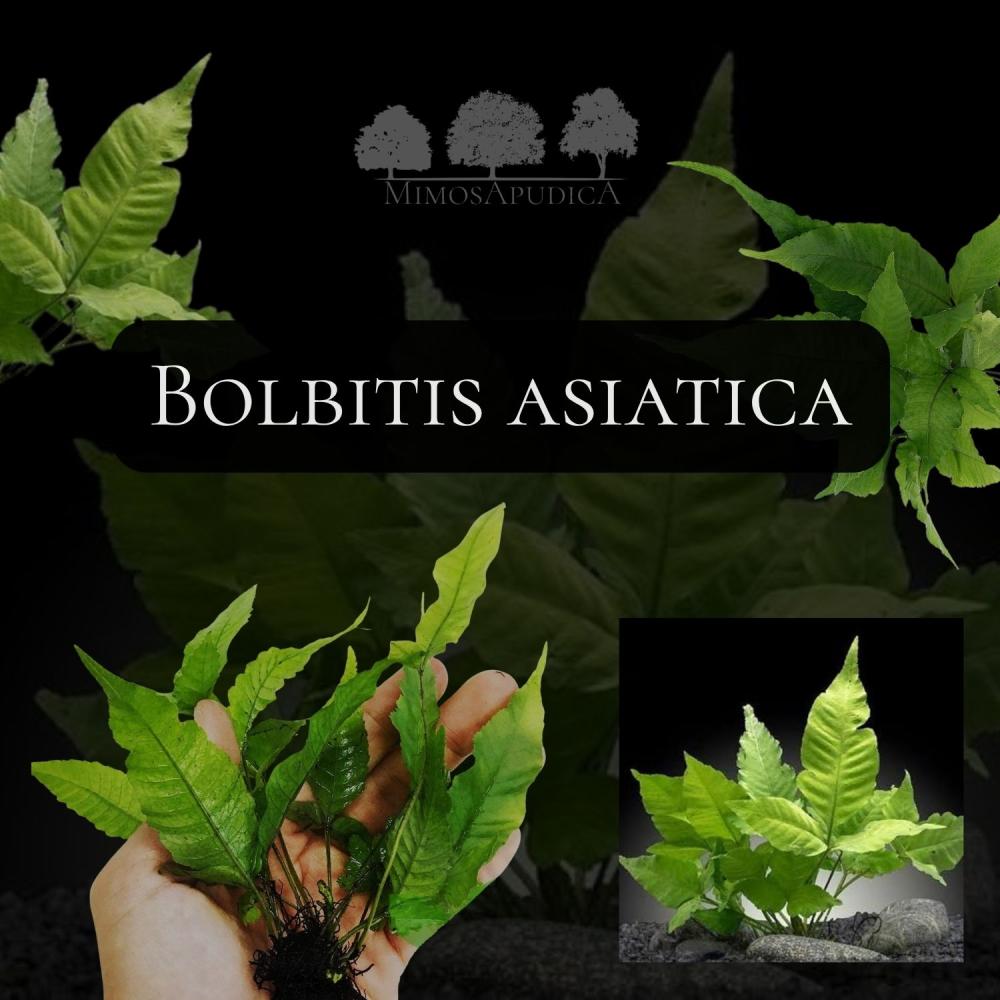 Bolbitis asiatica