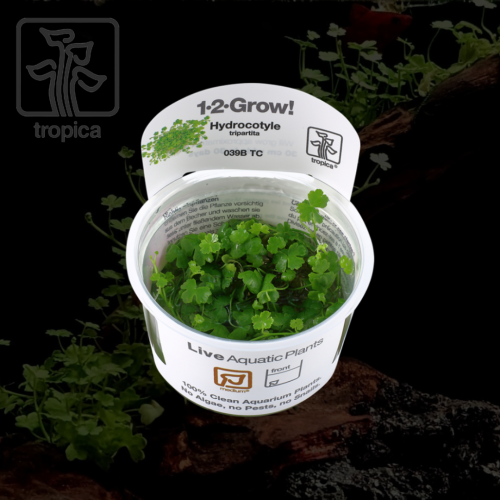 Bucephalandra sp. 'Needle Leaf' - متجر ميموسا بوديكا