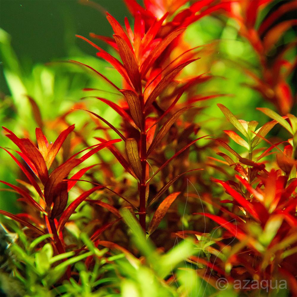 Rotala rotundifolia Blood red var SG TC Cup - متجر ميموسا بوديكا