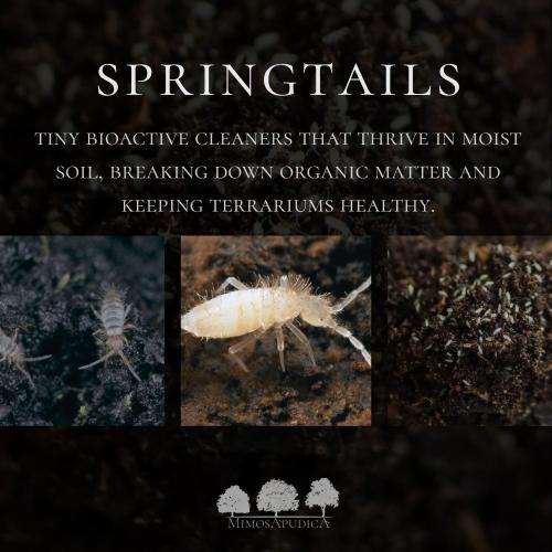 ذيل الربيع الأبيض – Springtail White