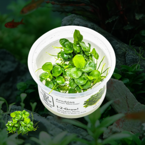 Anubias barteri Mini Coin 1-2-Grow!