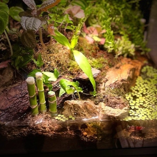بلوداريوم paludarium