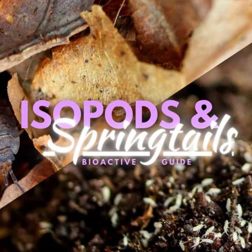 مزيج Springtails و Isopods – التوازن الطبيعي لنظام...