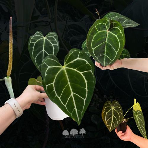 Anthurium crystallinum – نبتة الأنتوريوم المخملية...
