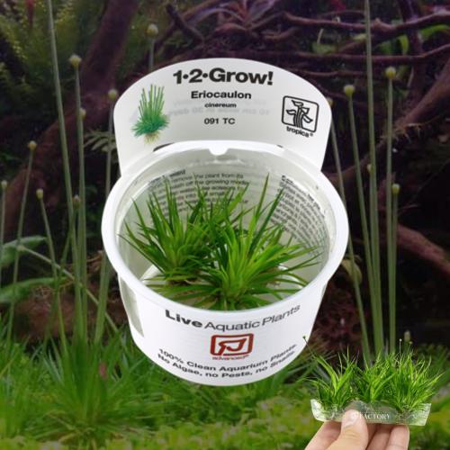 Eriocaulon cinereum 1-2-Grow!