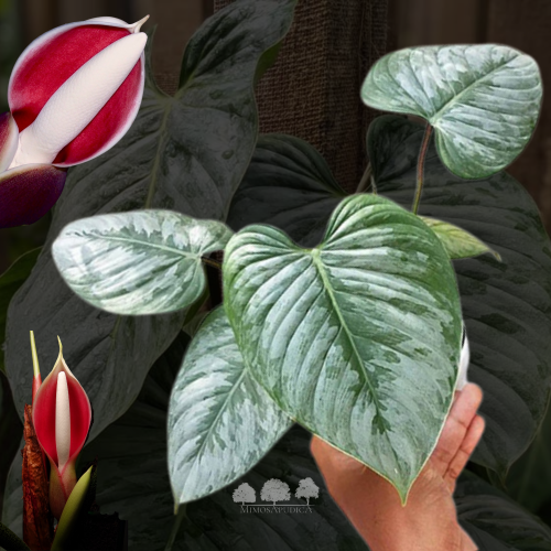 skeleton key pothos Epipremnum pinnatum 'Skeleton Key' – Unusual Aroid Vine